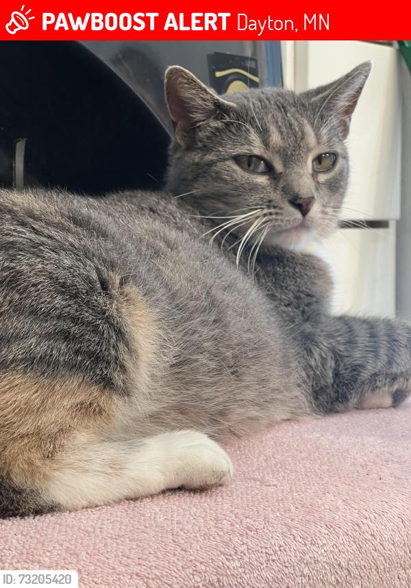 Lost Female Cat last seen Brockton, Dayton, MN 55327