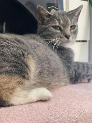 Lost Female Cat last seen Brockton, Dayton, MN 55327