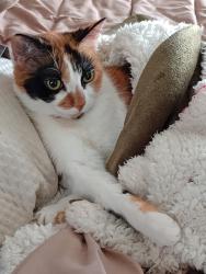 Lost Female Cat last seen Northeast San Antonio, San Antonio, TX 78217