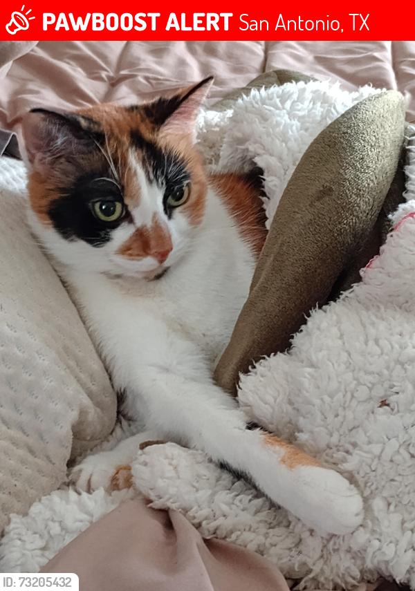 Lost Female Cat last seen Northeast San Antonio, San Antonio, TX 78217