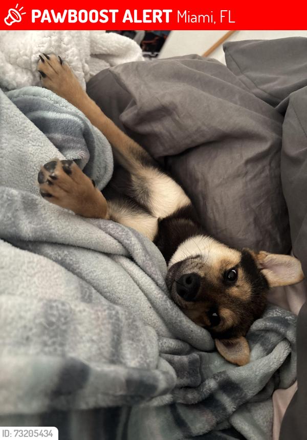 Lost Female Dog last seen Zoo Miami, Miami, FL 33186
