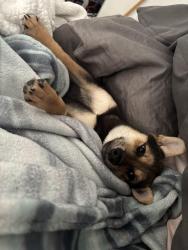 Lost Female Dog last seen Zoo Miami, Miami, FL 33186