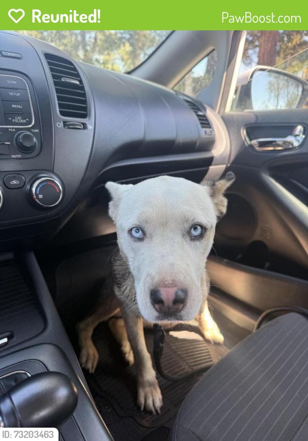 Reunited Female Dog last seen Knoll park glen, Escondido, CA 92029