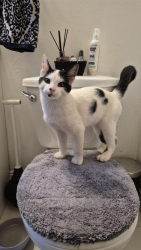 Reunited Male Cat last seen Lakeshore, Mississauga, ON L5H 1H3