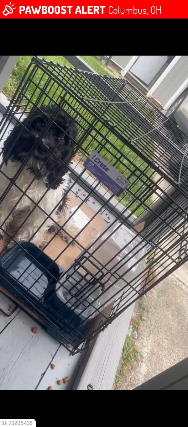 Lost Male Dog last seen Fleming rd area and e livingston and brice rd, Columbus, OH 43232
