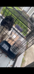 Lost Male Dog last seen Fleming rd area and e livingston and brice rd, Columbus, OH 43232