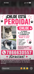 Reunited Female Cat last seen Westwood lakes, Westwood Lakes, FL 33165