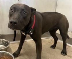 Shelter Stray Female Dog last seen ORANGE SHOW RD X E ST, 333 Chandler Pl, San Bernardino, CA 92408, USA