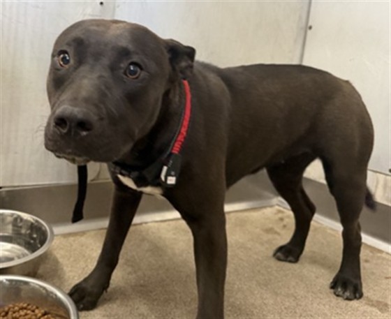Shelter Stray Female Dog last seen ORANGE SHOW RD X E ST, 333 Chandler Pl, San Bernardino, CA 92408, USA