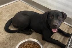 Shelter Stray Female Dog last seen ORANGE SHOW RD X E ST, 333 Chandler Pl, San Bernardino, CA 92408, USA
