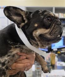 Shelter Stray Female Dog last seen Near BLOCK ALICANTE DR, HOMELAND, CA, 581 S Grand Ave, San Jacinto, CA 92582, USA