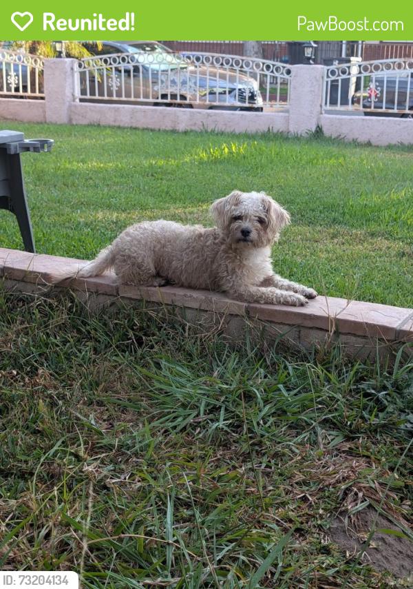 Reunited Male Dog last seen Santa ana PD, Santa Ana, CA 92703