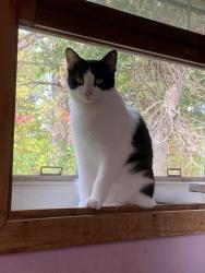 Lost Female Cat last seen Linwood twp Thames, 216th & Volga, Wyoming, MN 55092