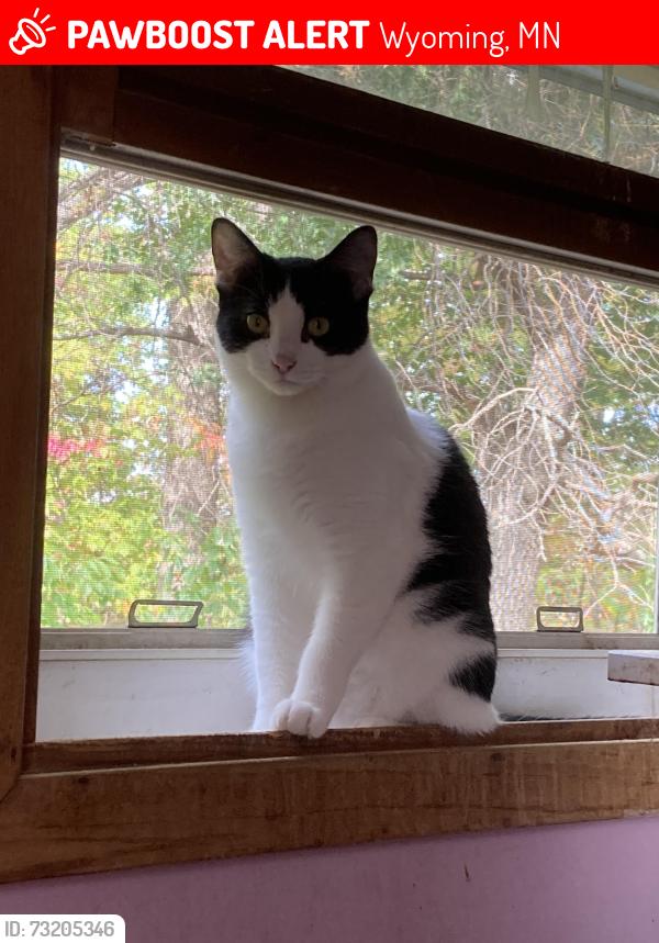 Lost Female Cat last seen Linwood twp Thames, 216th & Volga, Wyoming, MN 55092