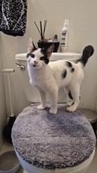 Reunited Male Cat last seen Lakeshore road and Maple Ave North, Mississauga, ON L5H 1H3