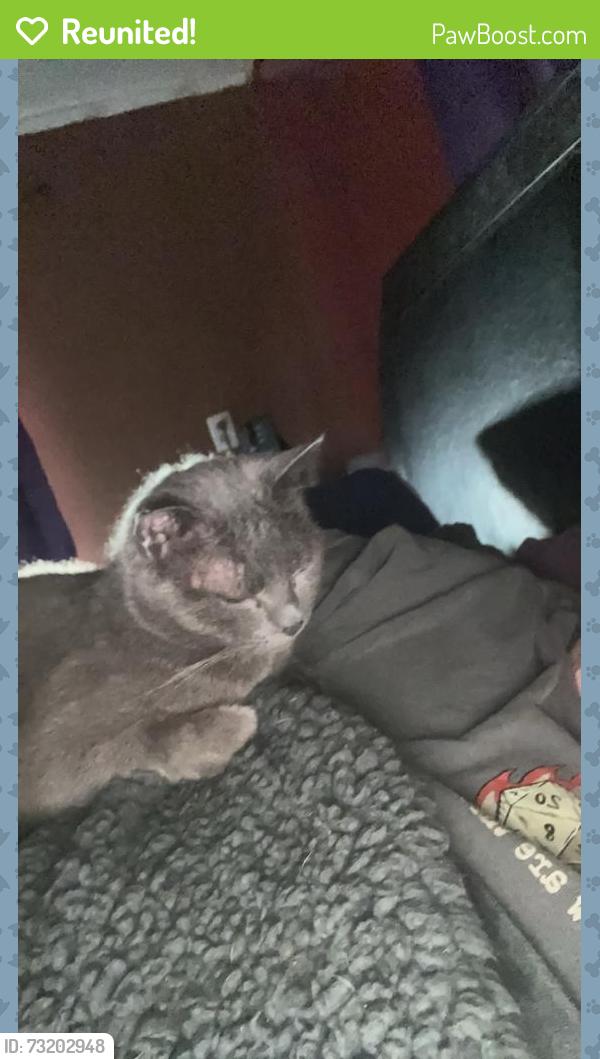 Reunited Female Cat last seen Highway 64 and KitCarson Lane, Hendersonville, NC 28791