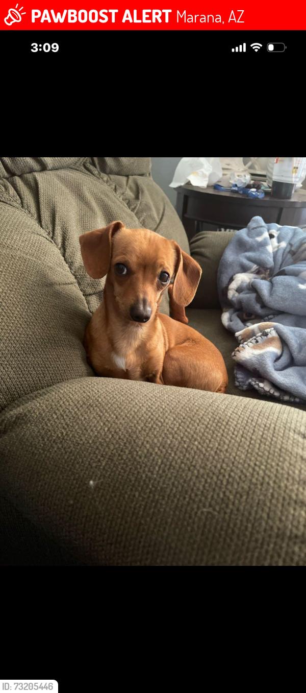 Lost Male Dog last seen Avra Vally Rd and Volk Ave, Marana, AZ 85653