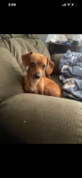Lost Male Dog last seen Avra Vally Rd and Volk Ave, Marana, AZ 85653