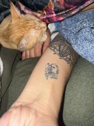Reunited Male Cat last seen Airport Rd, Everett, WA 98037