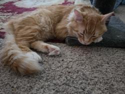Reunited Male Cat last seen Delta Waters, Coca Cola plant, Medford, OR 97504