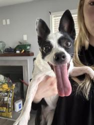 Reunited Unknown Dog last seen Near, Fort Worth, TX 76137