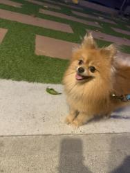 Reunited Male Dog last seen Artesia & Paramount, Long Beach, CA 90805