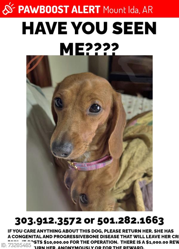 Lost Female Dog last seen logan gap, Mount Ida, AR 71957