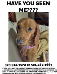 Lost Female Dog last seen logan gap, Mount Ida, AR 71957