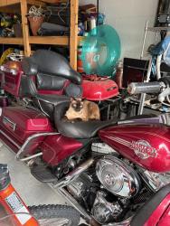 Reunited Male Cat last seen Wekiva Springs Blvd., Longwood, FL 32779