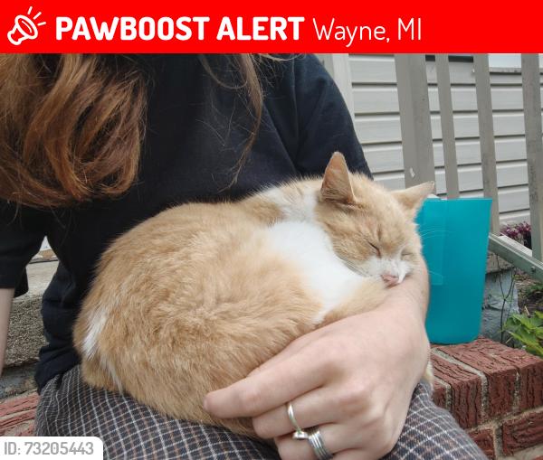 Lost Female Cat last seen Walz quadraplex is nearby. In the area of Myrtle st and Mildred, Wayne, MI 48184