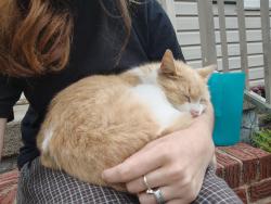 Lost Female Cat last seen Walz quadraplex is nearby. In the area of Myrtle st and Mildred, Wayne, MI 48184