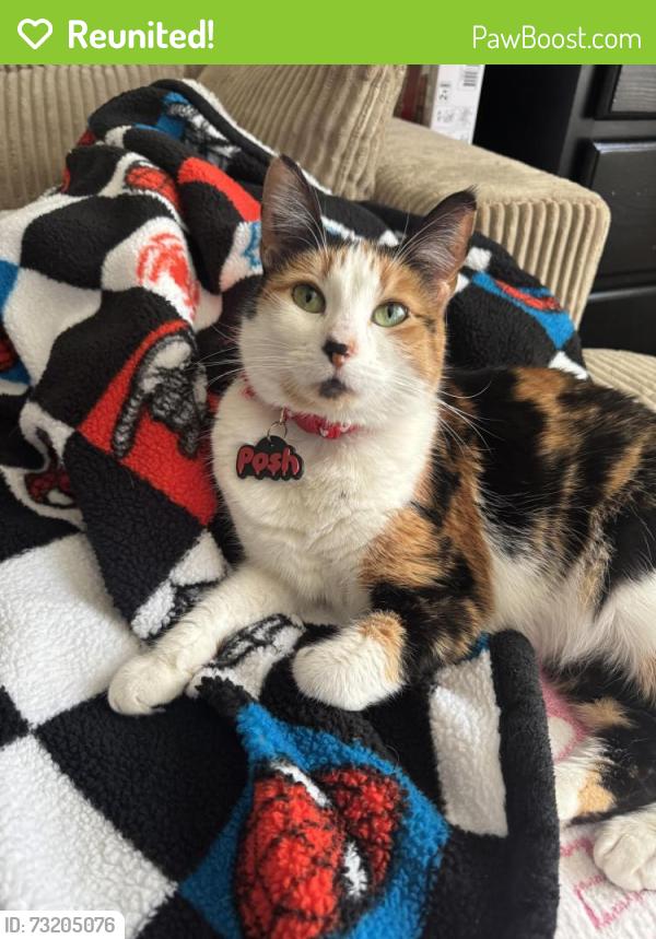 Reunited Female Cat last seen Somerset and Indiana Ave, Paramount, CA 90723