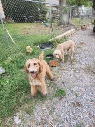 Found/Stray Unknown Dog last seen McDowell rd, Jackson, MS 39204