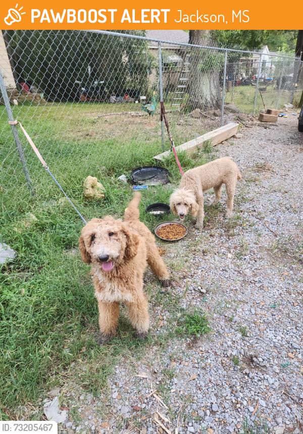 Found/Stray Unknown Dog last seen McDowell rd, Jackson, MS 39204
