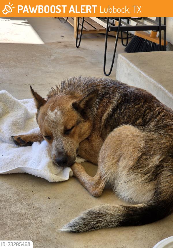 Found/Stray Male Dog last seen 22nd Place & Toledo, Lubbock, TX 79407