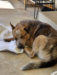 Found/Stray Male Dog last seen 22nd Place & Toledo, Lubbock, TX 79407