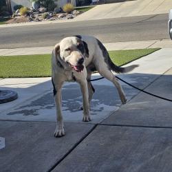 Reunited Male Dog last seen Barstow and Locan, Clovis, CA 93619