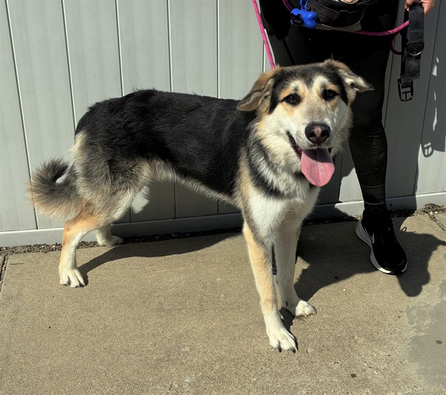 Shelter Stray Male Dog last seen Near BLOCK NEW LAGRANGE RD, 3528 Newburg Rd, Louisville, KY 40218, USA
