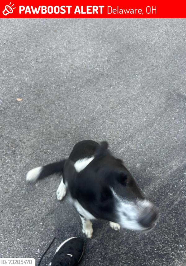 Lost Male Dog last seen Route 37 and SbSectionline td, Delaware, OH 43015