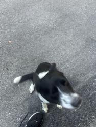 Lost Male Dog last seen Route 37 and SbSectionline td, Delaware, OH 43015