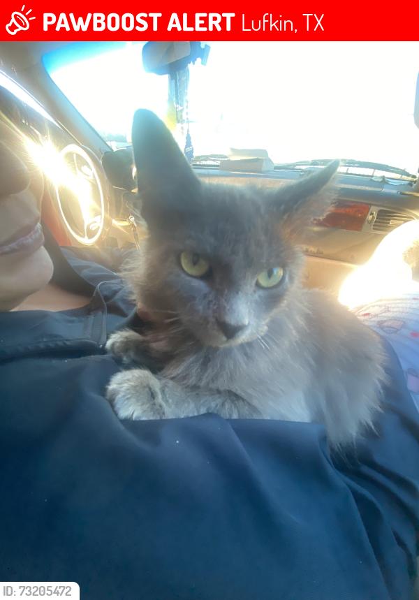 Lost Male Cat last seen Near east laurel ave, Lufkin, TX 75901