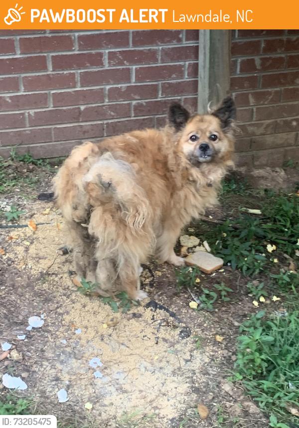 Found/Stray Male Dog last seen Charlie randall road, Lawndale, NC 28090