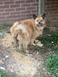 Found/Stray Male Dog last seen Charlie randall road, Lawndale, NC 28090