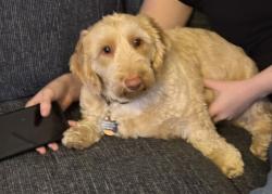 Reunited Male Dog last seen Kimball ave & sterling ave, Yonkers, NY 10704