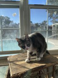 Lost Female Cat last seen Calabria, Castile Drive, Altamonte Springs, FL 32714