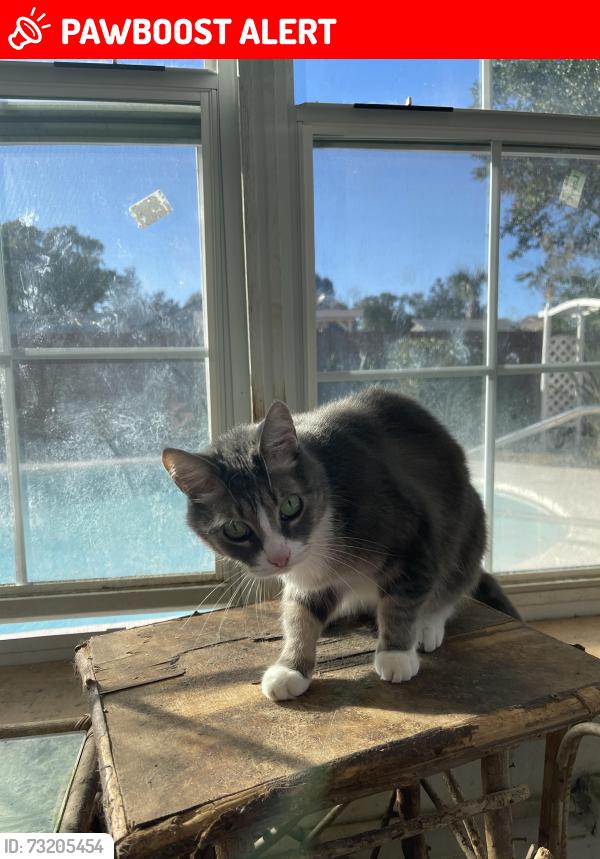 Lost Female Cat last seen Calabria, Castile Drive, Altamonte Springs, FL 32714