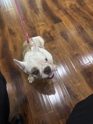 Found/Stray Female Dog last seen Near, Rutland, FL 33538