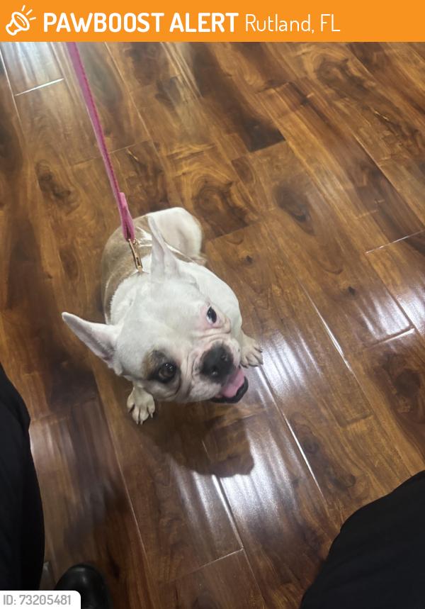 Found/Stray Female Dog last seen Near, Rutland, FL 33538