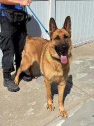 Shelter Stray Male Dog last seen Near BLOCK TIMBERWOOD CIRCLE, 3528 Newburg Rd, Louisville, KY 40218, USA