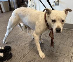 Shelter Stray Female Dog last seen , 11361 W Pico Blvd, Los Angeles, CA 90064, USA